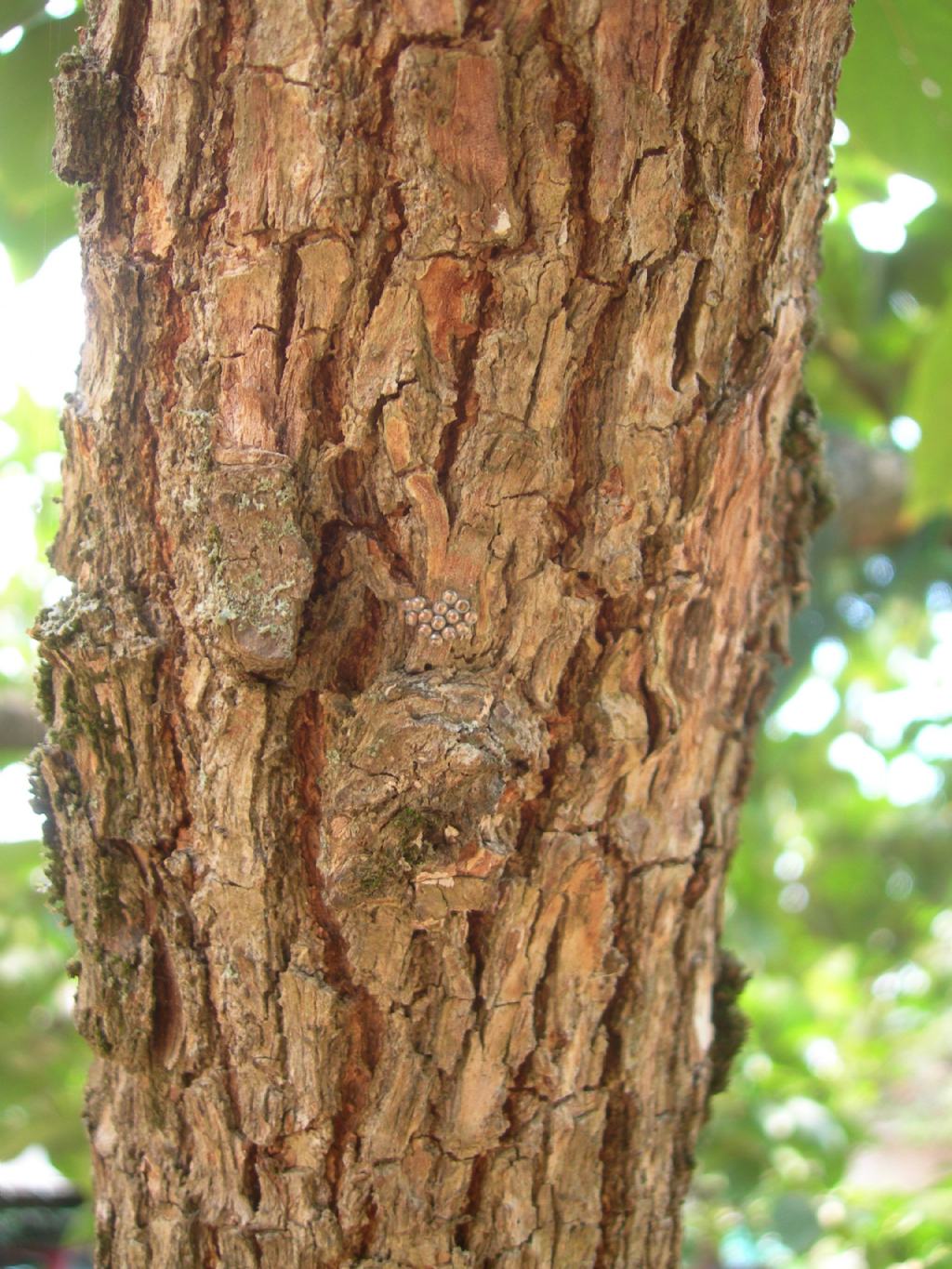 Uova di cosa? ... di Pentatomidae:  cfr. Rhaphigaster nebulosa